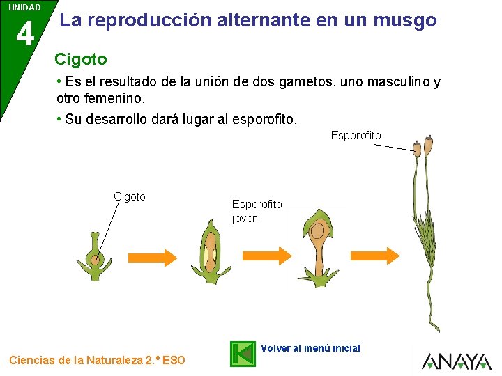 UNIDAD 4 La reproducción alternante en un musgo Cigoto • Es el resultado de