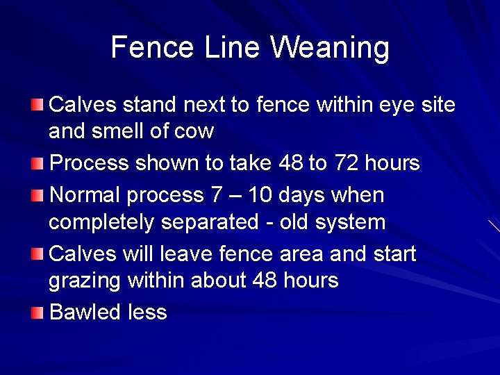 Fence Line Weaning Calves stand next to fence within eye site and smell of