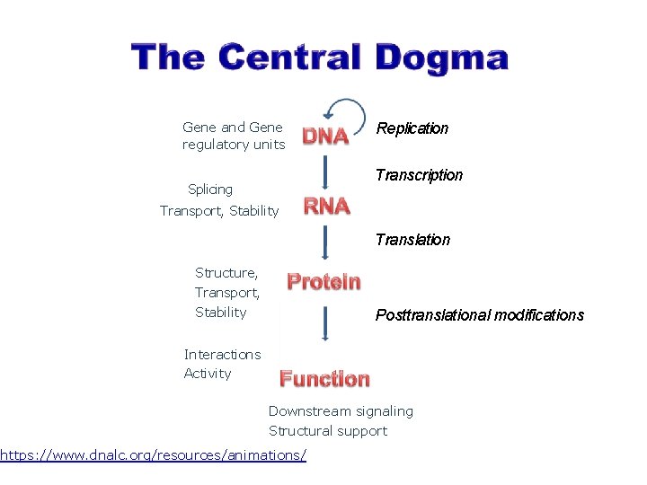 Gene and Gene regulatory units Replication Transcription Splicing Transport, Stability Translation Structure, Transport, Stability Gene and Gene regulatory units Replication Transcription Splicing Transport, Stability Translation Structure, Transport, Stability