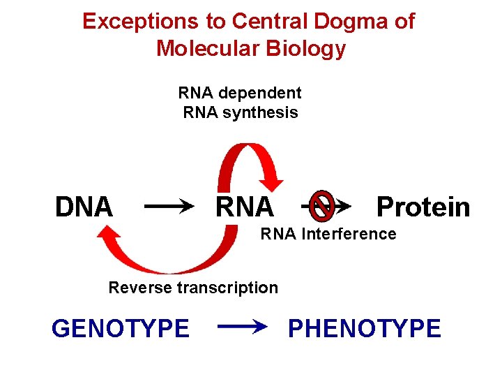 Exceptions to Central Dogma of Molecular Biology RNA dependent RNA synthesis DNA RNA Protein