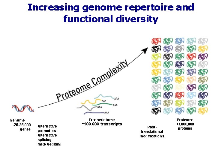 Increasing genome repertoire and functional diversity Genome -20 -25, 000 genes Transcriotome Alternative promoters