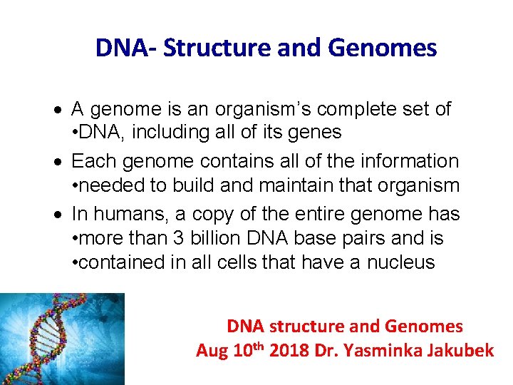 DNA- Structure and Genomes · A genome is an organism’s complete set of •