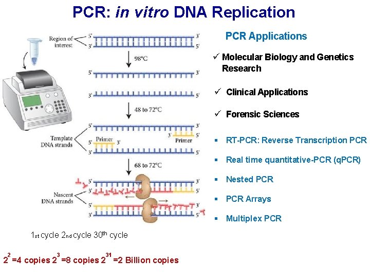 PCR: in vitro DNA Replication PCR Applications ü Molecular Biology and Genetics Research ü