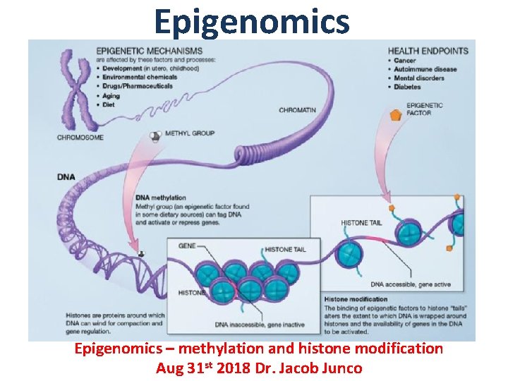 Epigenomics – methylation and histone modification Aug 31 st 2018 Dr. Jacob Junco Epigenomics – methylation and histone modification Aug 31 st 2018 Dr. Jacob Junco
