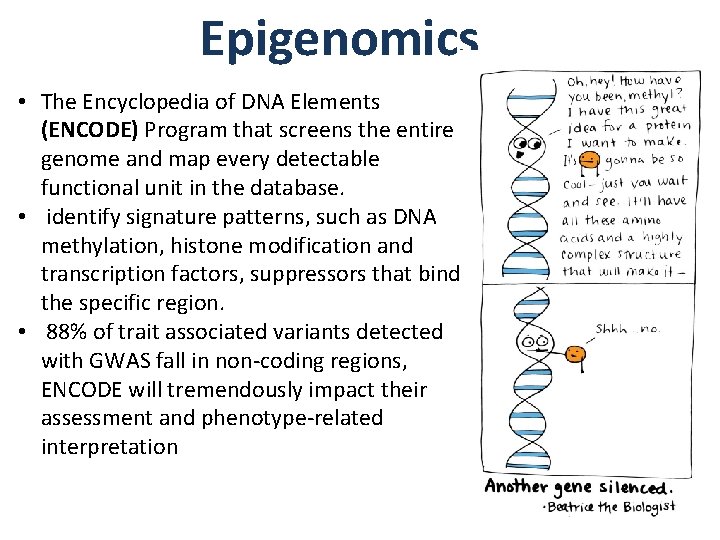 Epigenomics • The Encyclopedia of DNA Elements (ENCODE) Program that screens the entire genome