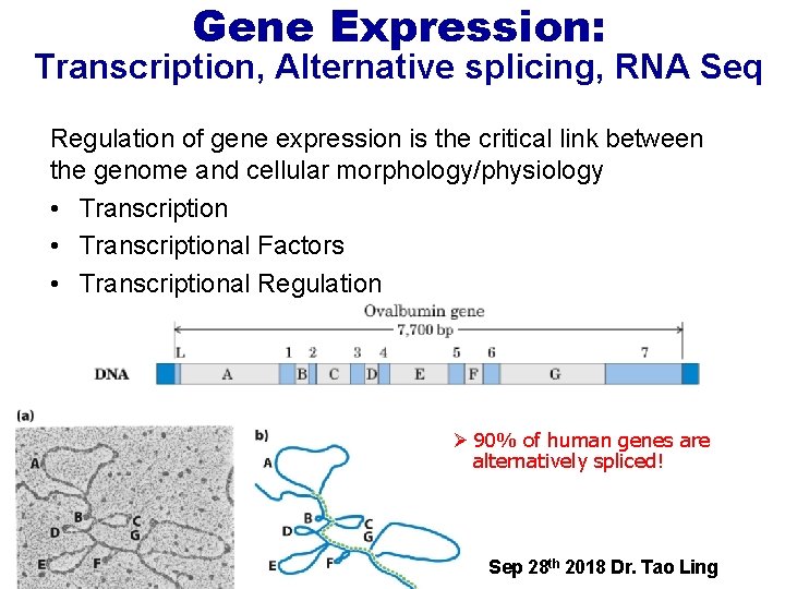 Gene Expression: Transcription, Alternative splicing, RNA Seq Regulation of gene expression is the critical