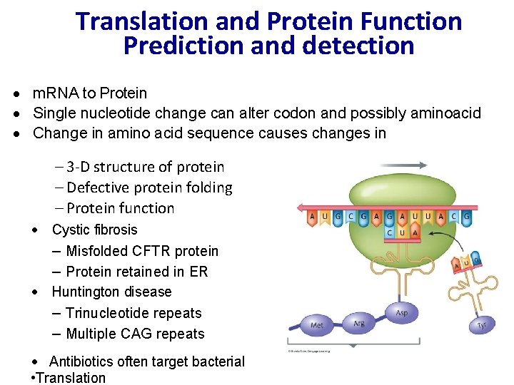 Translation and Protein Function Prediction and detection · m. RNA to Protein · Single