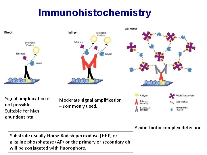 Immunohistochemistry Signal amplification is not possible Suitable for high abundant ptn. Moderate signal amplification