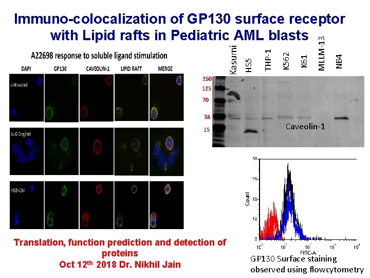 260 NB 4 MLLM-13 K 61 K 562 THP-1 HS 5 Kasumi Immuno-colocalization of