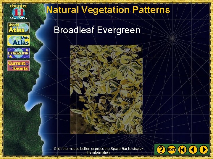 Natural Vegetation Patterns Broadleaf Evergreen Click the mouse button or press the Space Bar