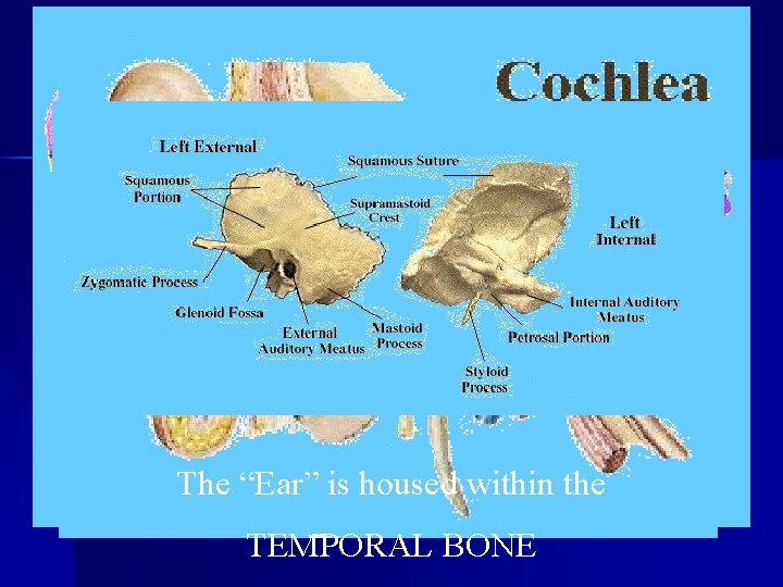 The “Ear” is housed within the TEMPORAL BONE 