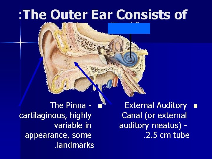 : The Outer Ear Consists of The Pinna cartilaginous, highly variable in appearance, some.