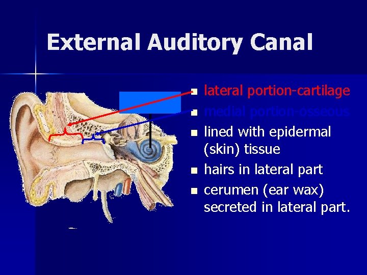 External Auditory Canal n n n lateral portion-cartilage medial portion-osseous lined with epidermal (skin)