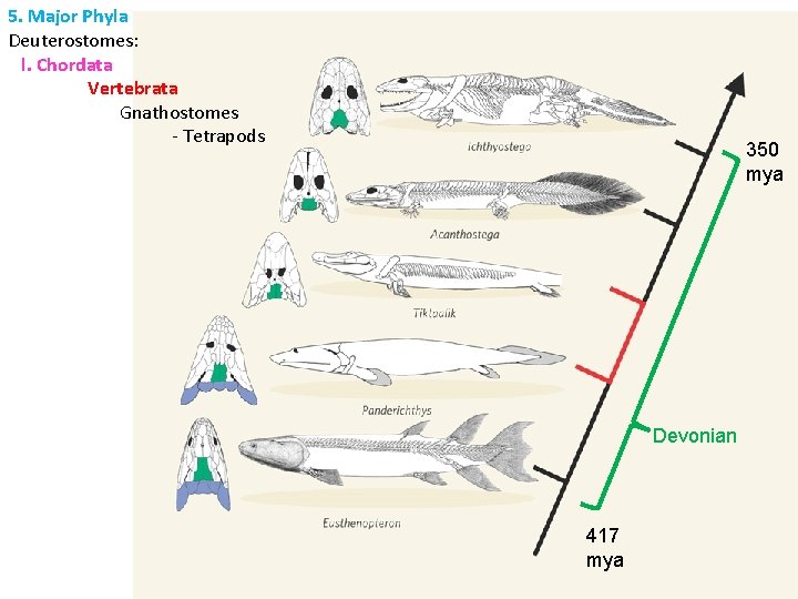 5. Major Phyla Deuterostomes: l. Chordata Vertebrata Gnathostomes - Tetrapods 350 mya Devonian 417