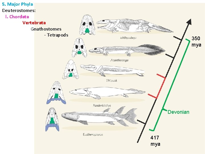 5. Major Phyla Deuterostomes: l. Chordata Vertebrata Gnathostomes - Tetrapods 350 mya Devonian 417