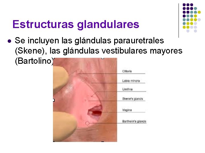 Estructuras glandulares l Se incluyen las glándulas parauretrales (Skene), las glándulas vestibulares mayores (Bartolino). Estructuras glandulares l Se incluyen las glándulas parauretrales (Skene), las glándulas vestibulares mayores (Bartolino).