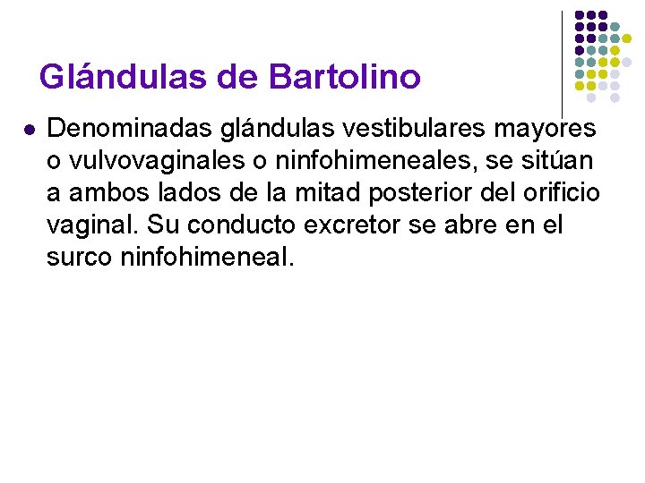 Glándulas de Bartolino l Denominadas glándulas vestibulares mayores o vulvovaginales o ninfohimeneales, se sitúan