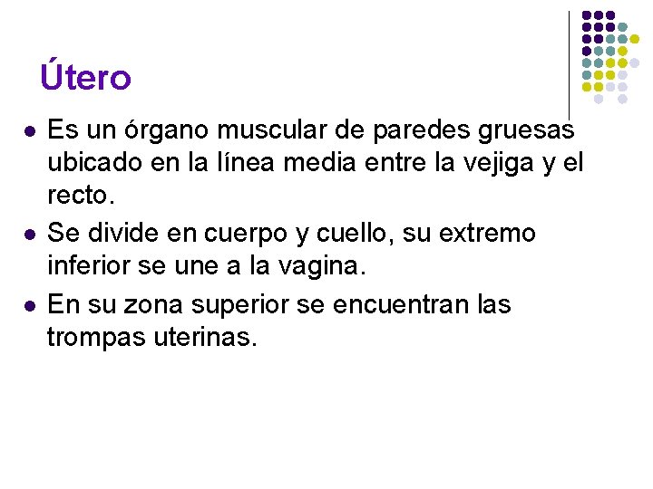 Útero l l l Es un órgano muscular de paredes gruesas ubicado en la