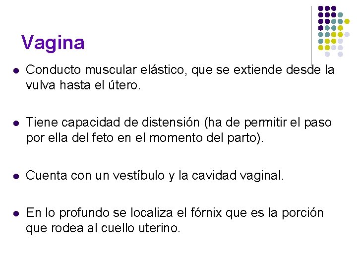 Vagina l Conducto muscular elástico, que se extiende desde la vulva hasta el útero. Vagina l Conducto muscular elástico, que se extiende desde la vulva hasta el útero.
