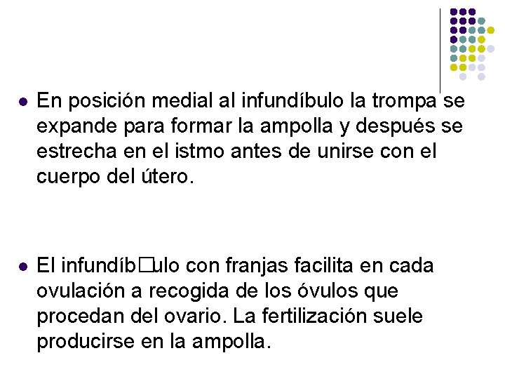 l En posición medial al infundíbulo la trompa se expande para formar la ampolla