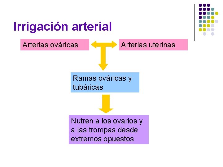 Irrigación arterial Arterias ováricas Arterias uterinas Ramas ováricas y tubáricas Nutren a los ovarios