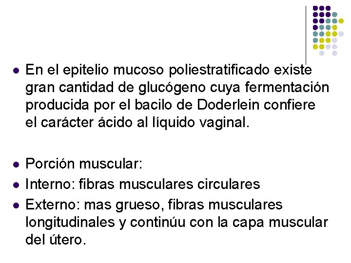 l En el epitelio mucoso poliestratificado existe gran cantidad de glucógeno cuya fermentación producida