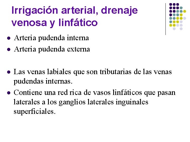 Irrigación arterial, drenaje venosa y linfático l l Arteria pudenda interna Arteria pudenda externa