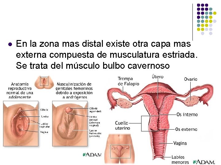 l En la zona mas distal existe otra capa mas externa compuesta de musculatura