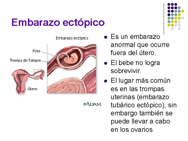 Embarazo ectópico l l l Es un embarazo anormal que ocurre fuera del útero. Embarazo ectópico l l l Es un embarazo anormal que ocurre fuera del útero.
