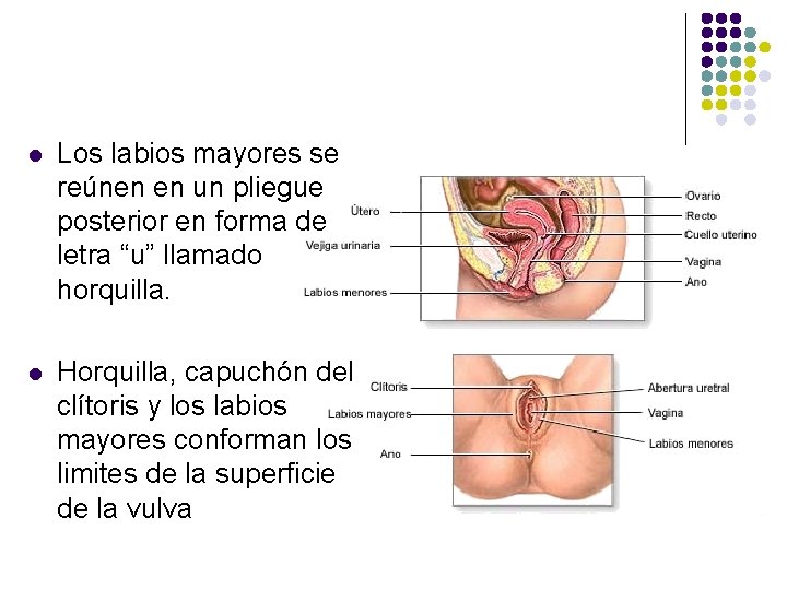 l Los labios mayores se reúnen en un pliegue posterior en forma de letra