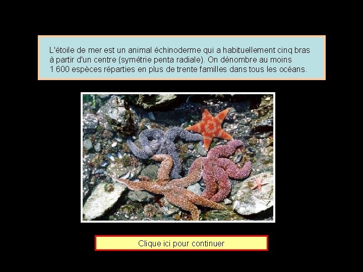 L'étoile de mer est un animal échinoderme qui a habituellement cinq bras à partir