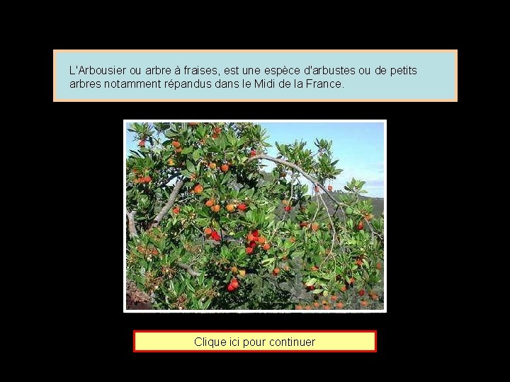 L'Arbousier ou arbre à fraises, est une espèce d'arbustes ou de petits arbres notamment