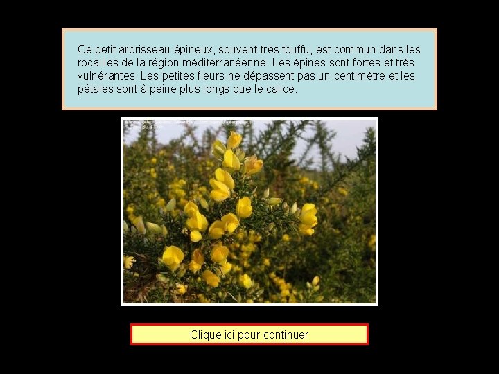 Ce petit arbrisseau épineux, souvent très touffu, est commun dans les rocailles de la