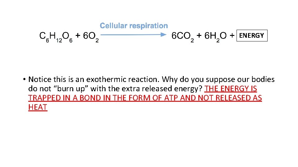 ENERGY • Notice this is an exothermic reaction. Why do you suppose our bodies