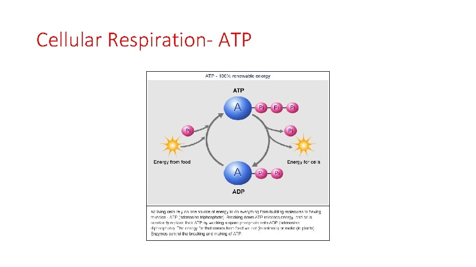Cellular Respiration- ATP 