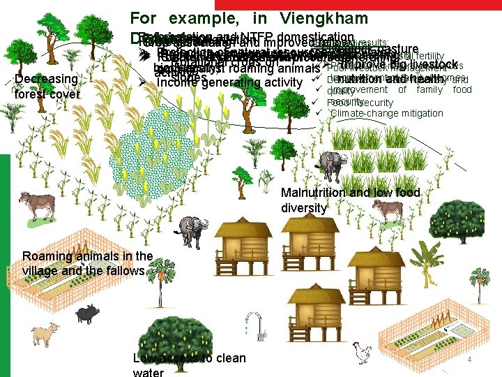 For example, in Viengkham Reforestation and NTFP domestication Green fence District… Fruit trees plantation