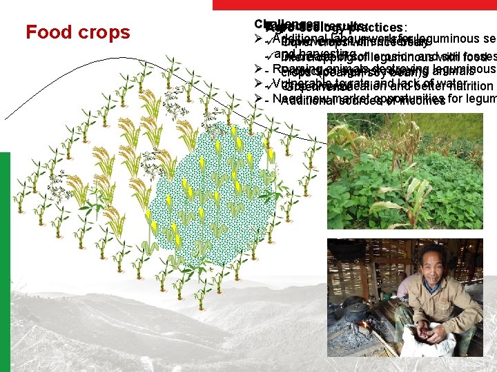 Food crops Challenges: Expected results: Agro-ecology practices: Ø -ü Additional labour work for leguminous