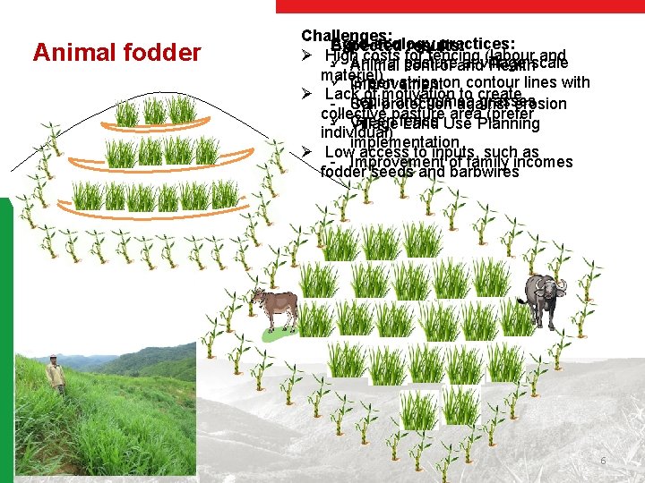 Animal fodder Challenges: Agro-ecology practices: Expected results: Ø High costs for fencing (labour and
