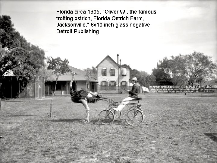 Florida circa 1905. "Oliver W. , the famous trotting ostrich, Florida Ostrich Farm, Jacksonville.