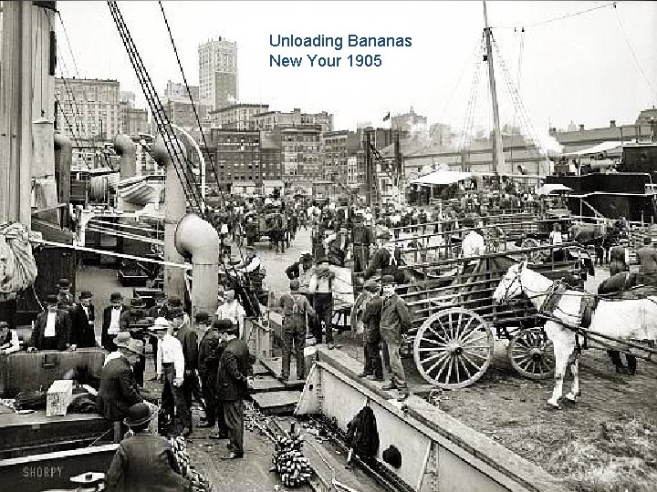 New Unloading York Bananas Docks 1905 New Your 1905 