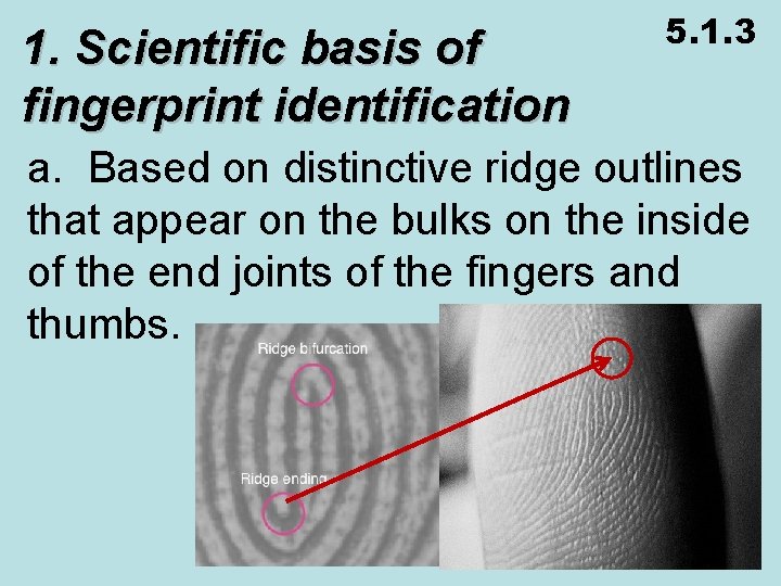 1. Scientific basis of fingerprint identification 5. 1. 3 a. Based on distinctive ridge