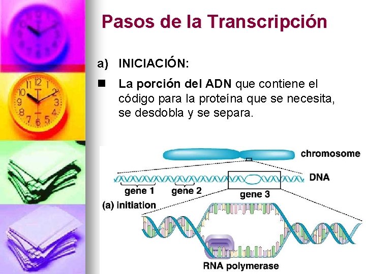 Pasos de la Transcripción a) INICIACIÓN: n La porción del ADN que contiene el