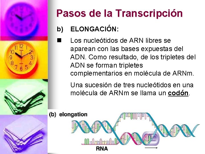 Pasos de la Transcripción b) ELONGACIÓN: n Los nucleótidos de ARN libres se aparean