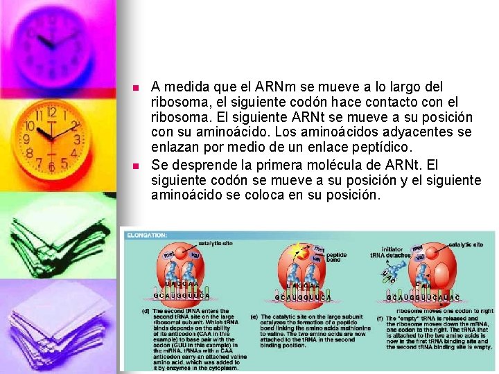 n n A medida que el ARNm se mueve a lo largo del ribosoma,