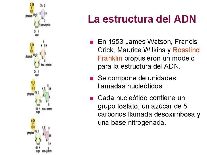 La estructura del ADN n En 1953 James Watson, Francis Crick, Maurice Wilkins y