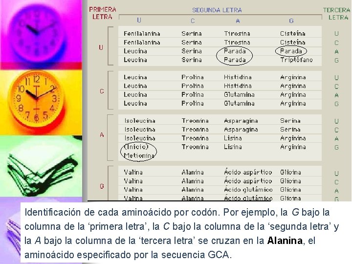 Identificación de cada aminoácido por codón. Por ejemplo, la G bajo la columna de