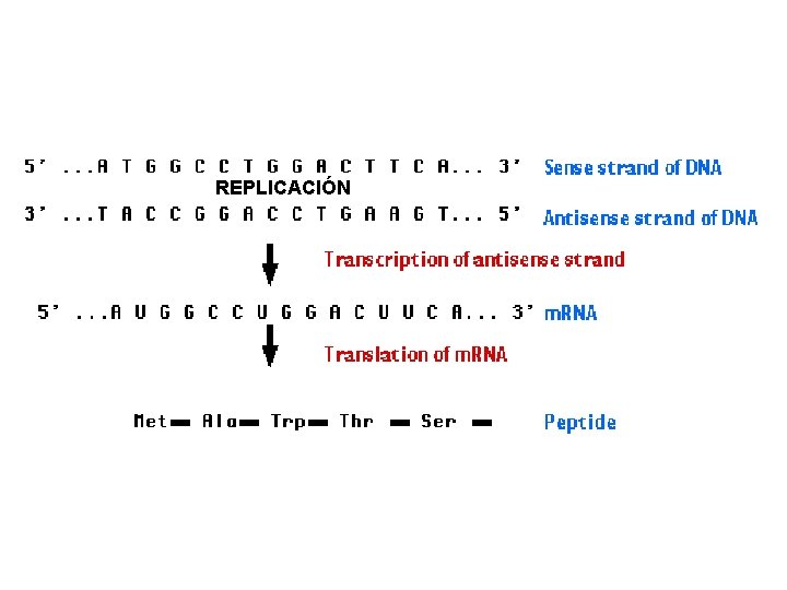 REPLICACIÓN 