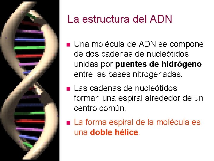 La estructura del ADN n Una molécula de ADN se compone de dos cadenas