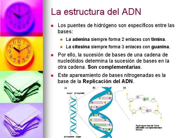 La estructura del ADN n Los puentes de hidrógeno son específicos entre las bases: