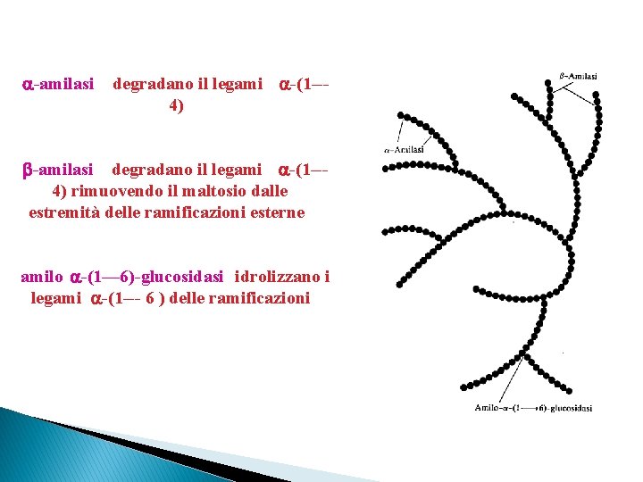  -amilasi degradano il legami -(1 --4) rimuovendo il maltosio dalle estremità delle ramificazioni